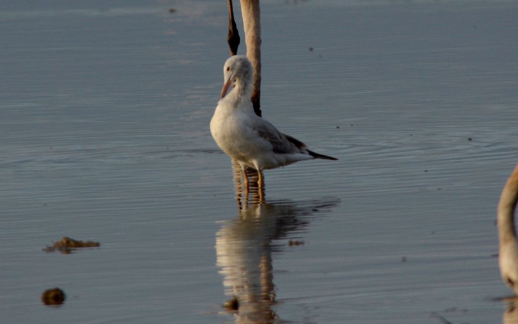 Gabbiano roseo (Chroicocephalus genei) ? S !